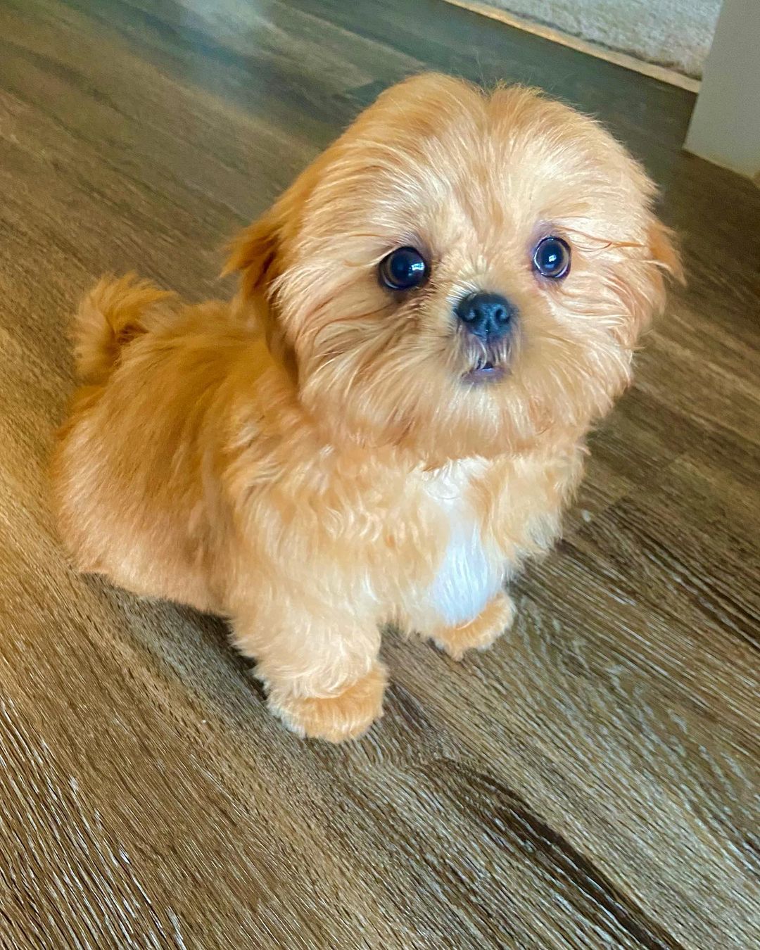 Chocolate Shih Tzu For Sale/shih Tzu For Sale