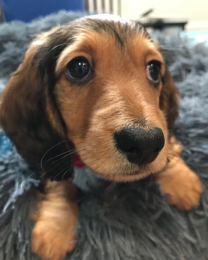 Free Dachshund Puppies Near Me/dachshund Puppies For Sale Near Me