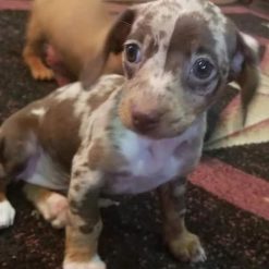 micro mini dachshund puppies for sale