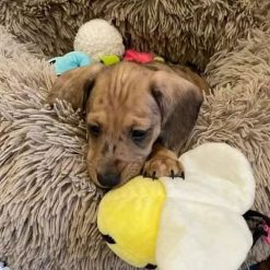 puppy dachshund rescue