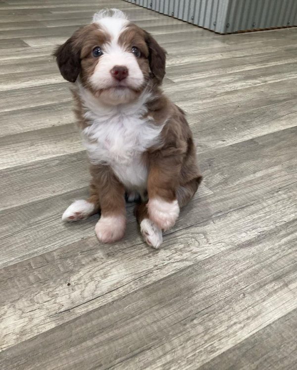 cavapoo puppies for sale tennessee