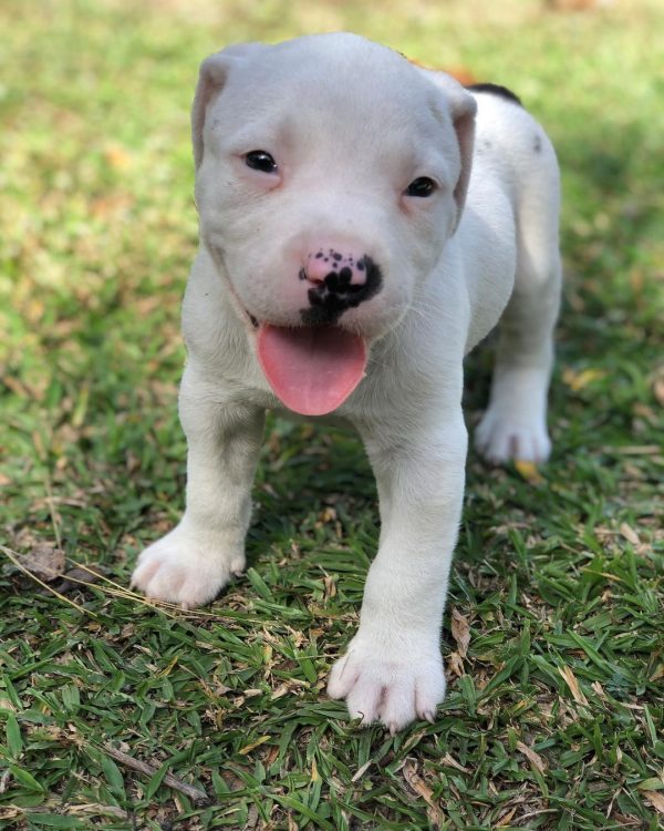pitbull puppies for free