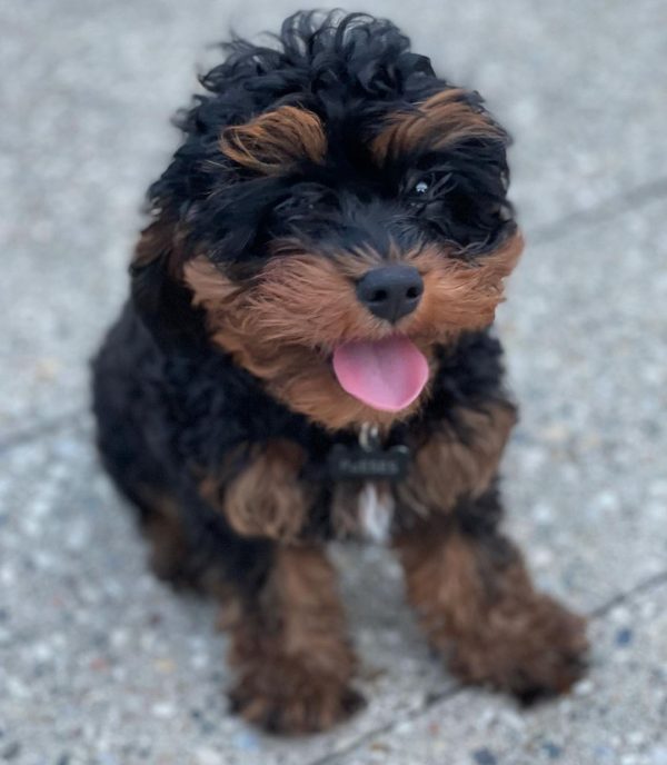 Cavapoo puppies texas