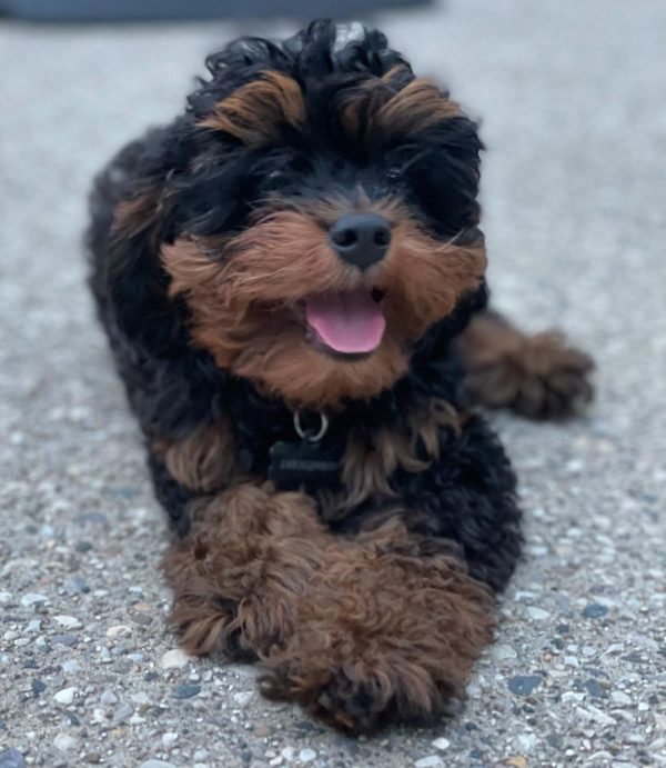 Cavapoo puppies texas