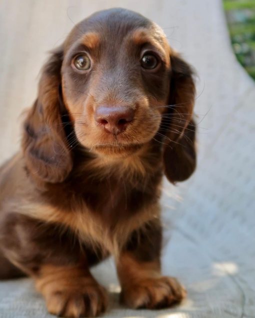 Dachshund puppies texas