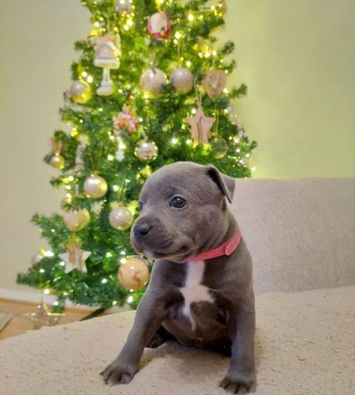 merle pitbull puppies for sale