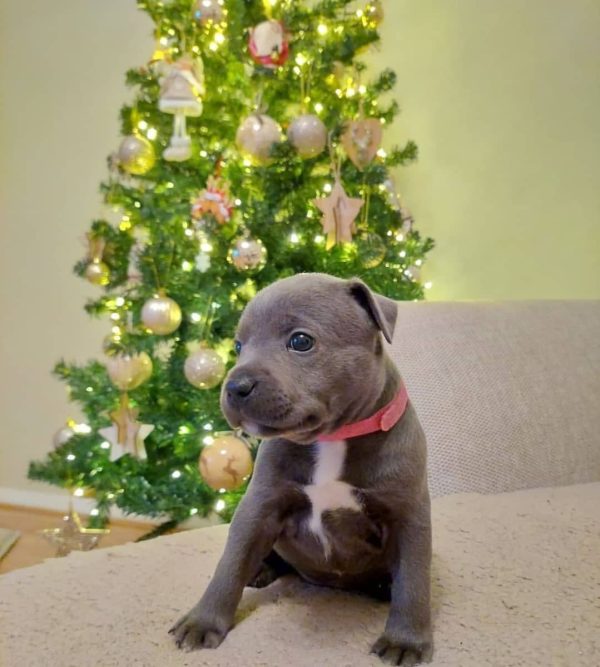 Merle Pitbull Puppies For Sale