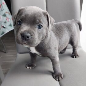 pitbull puppies for adoption near me pitbull puppies for adoption near me