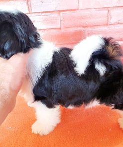 shih tzu puppies for sale near me by owner