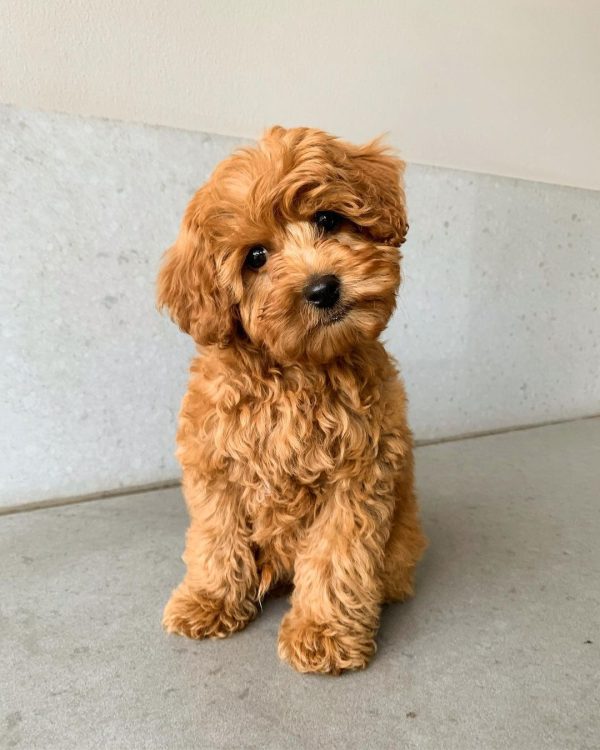 Cavapoo puppies for sale new jersey