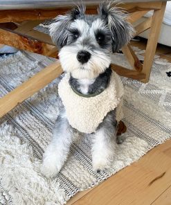teacup schnauzer puppies for sale