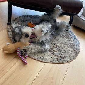 schnauzer puppies for sale in ga schnauzer puppies for sale in ga
