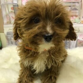cavapoos near me for sale