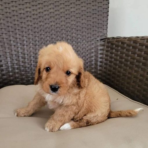 cavapoos for sale los angeles