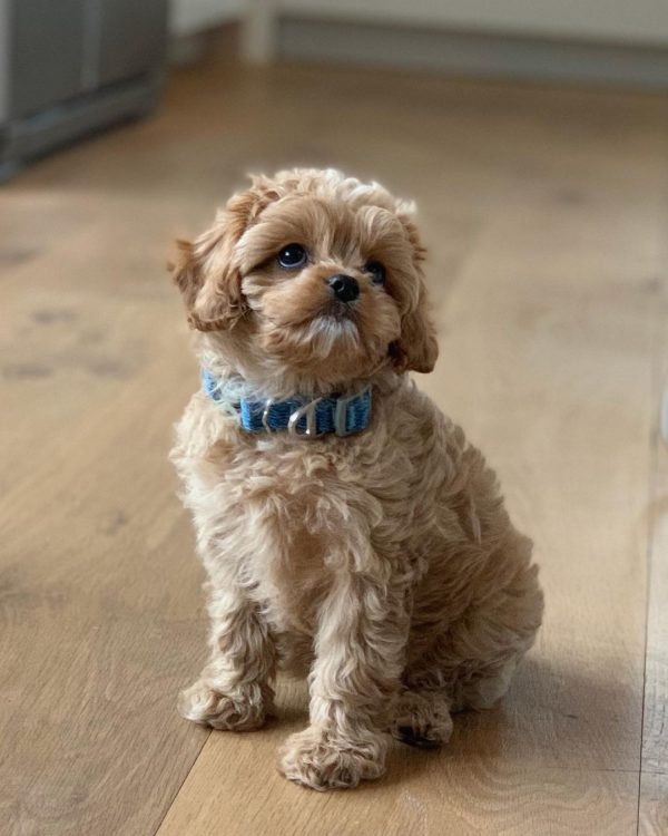 Cavapoo puppies for sale in pa
