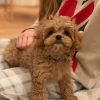 Cavapoo puppies for sale in pa