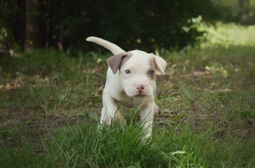 craigslist pitbull puppies for sale
