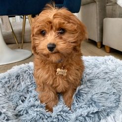 cavapoo puppies for sale under $1000