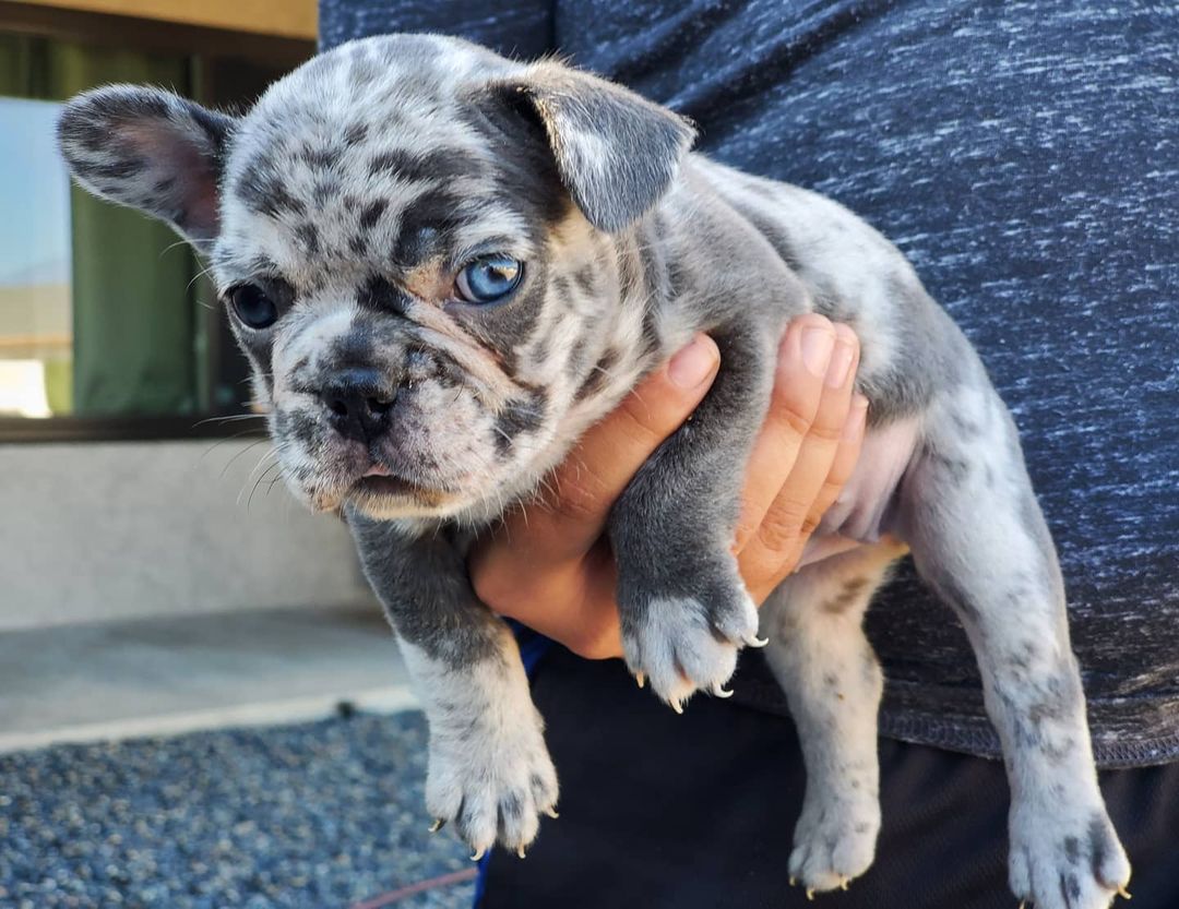 Mini french bulldogs