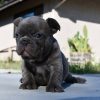 French Bulldog Puppies For Sale In Michigan