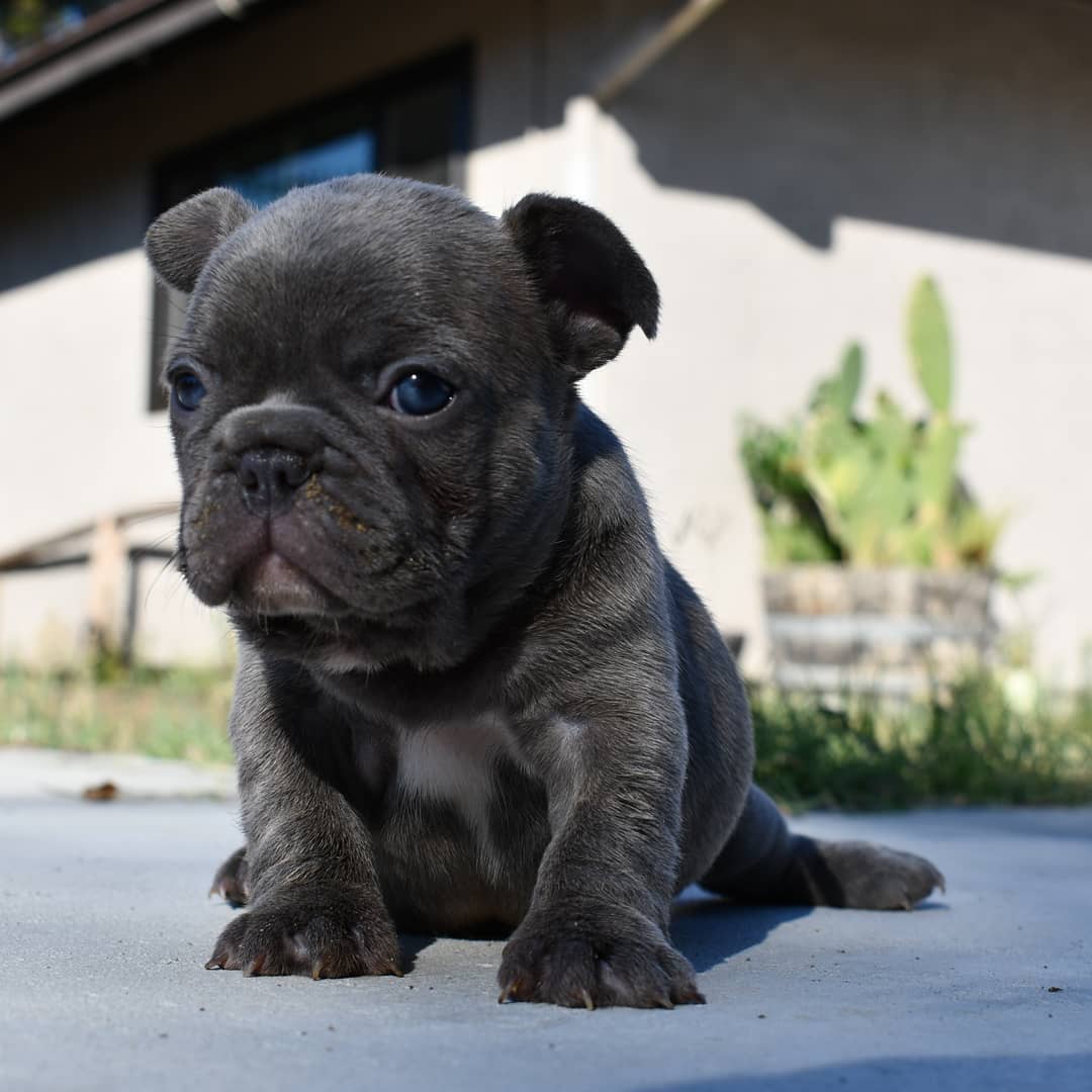 French Bulldog Adoption/french Bulldog For Adoption Near Me