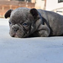French Bulldog Puppies For Sale In Michigan