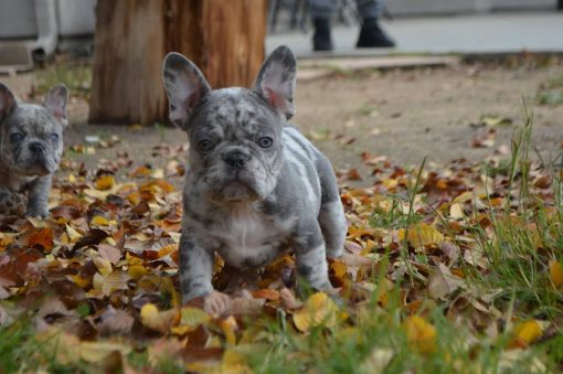 buy a French bulldog