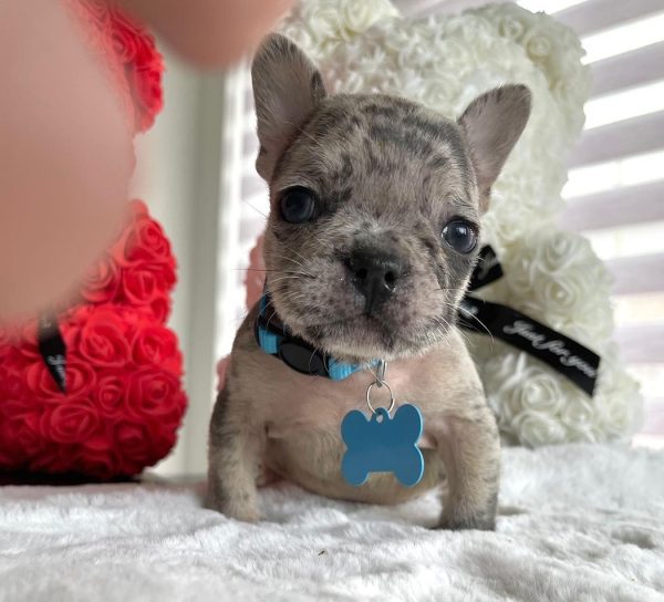 Where to buy a french bulldog