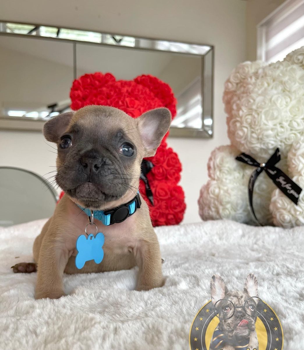 French bulldog poodle mix