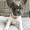 French bulldog for sale los angeles