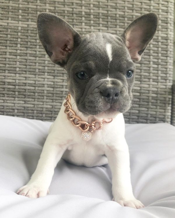 French bulldog for sale los angeles