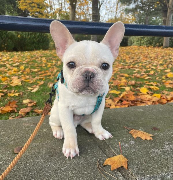 affordable french bulldog puppies