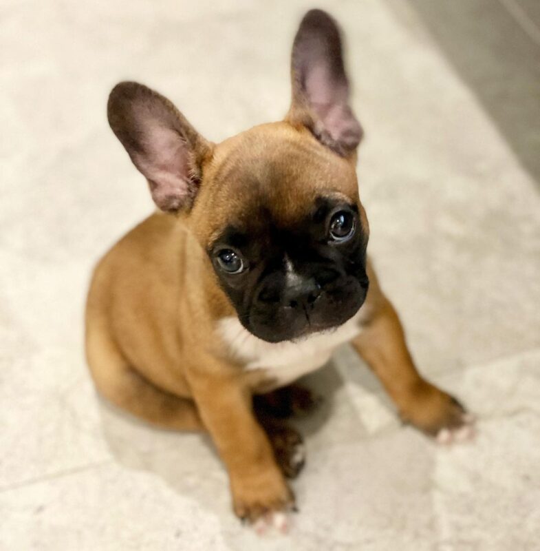 Mini French Bulldog Near Me/micro French Bulldog Puppies For Sale