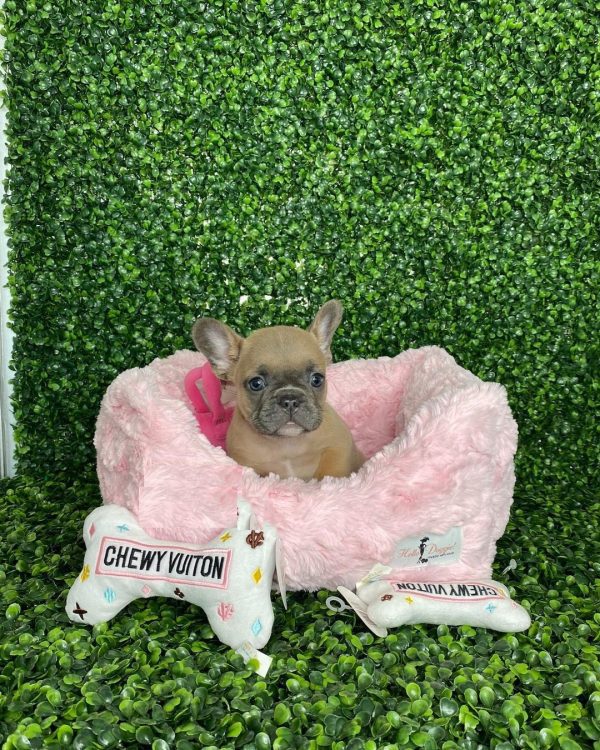 French bulldogs for sell