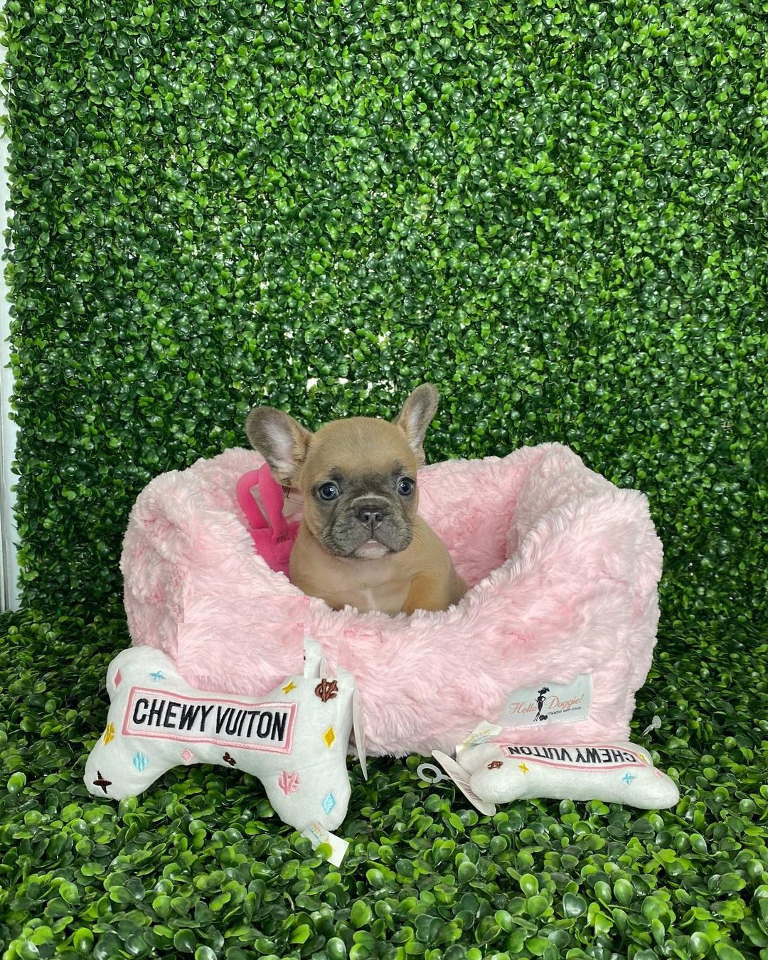 French bulldogs for sell
