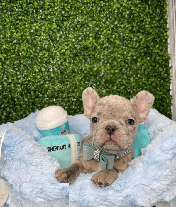 French bulldog price