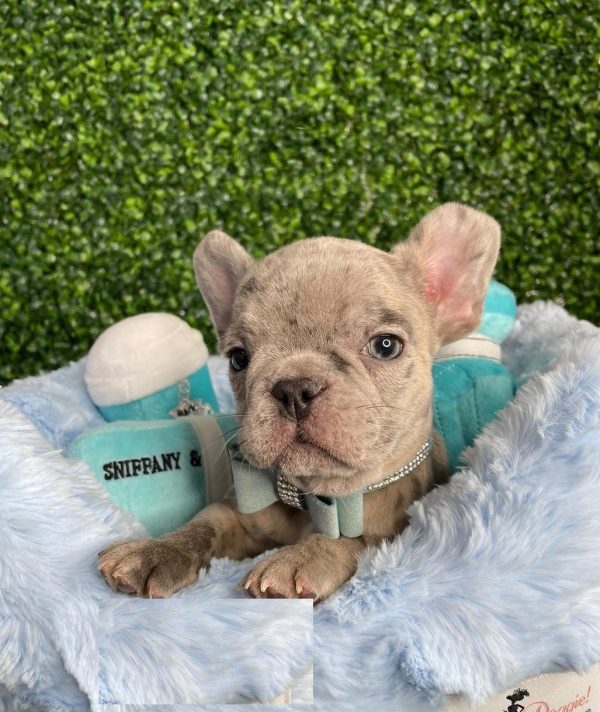 French bulldog price