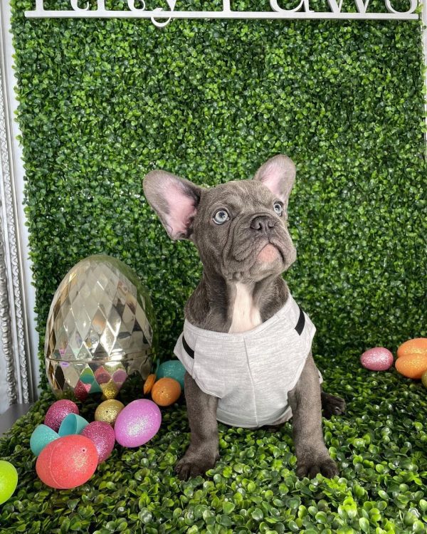 fluffy frenchie