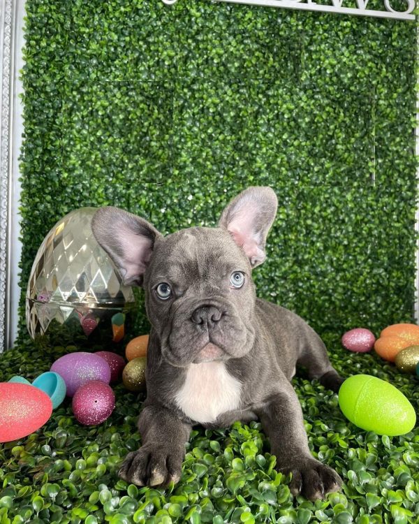 fluffy frenchie