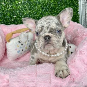 Frenchie for sale near me
