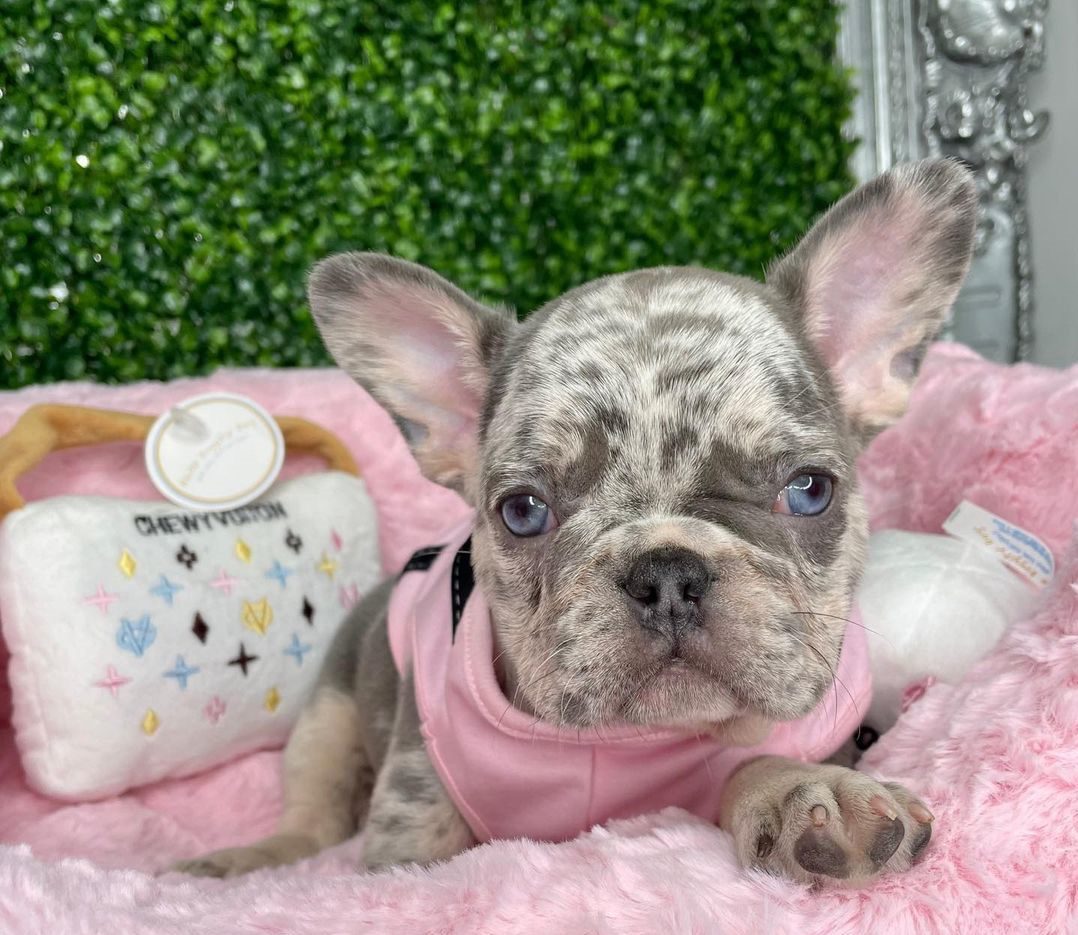 Frenchie for sale near me