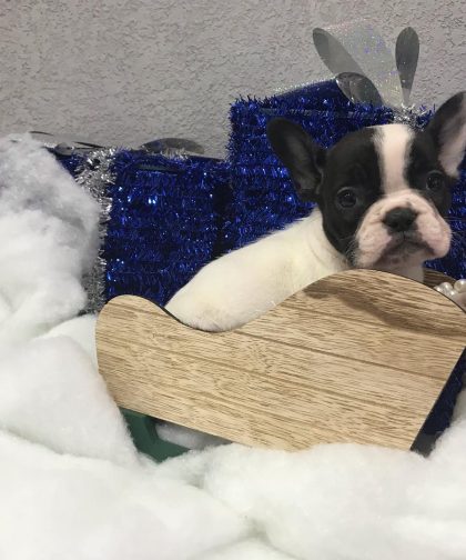 teacup french bulldog for sale