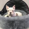 french bulldog puppies for sale in houston