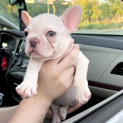 French bulldog adoption nyc