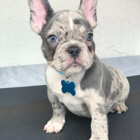 french bulldog blue merle french bulldog blue merle