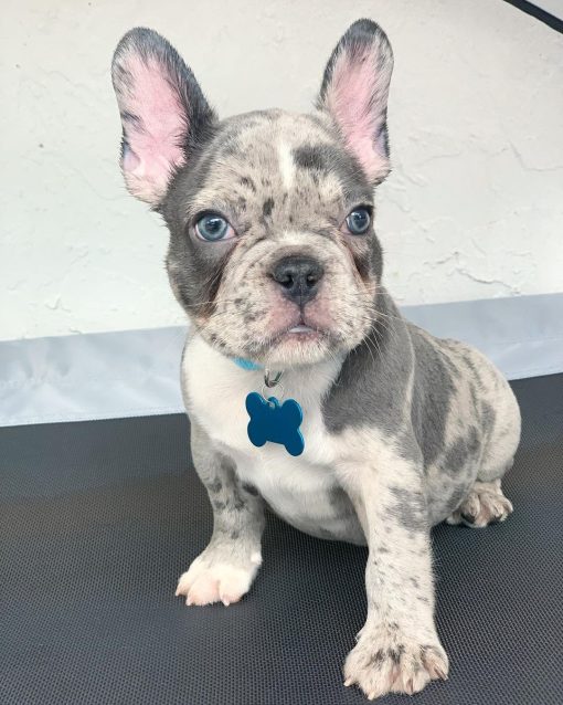 french bulldog blue merle