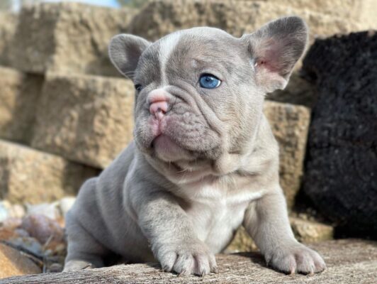 Classy puppy breeder