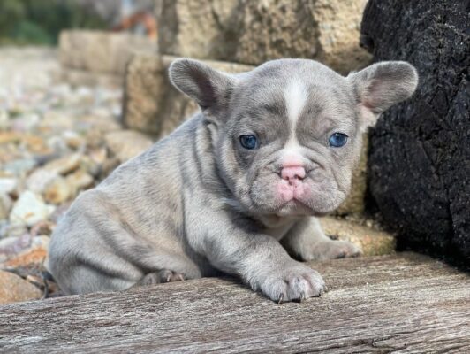 Bulldog puppies for sale
