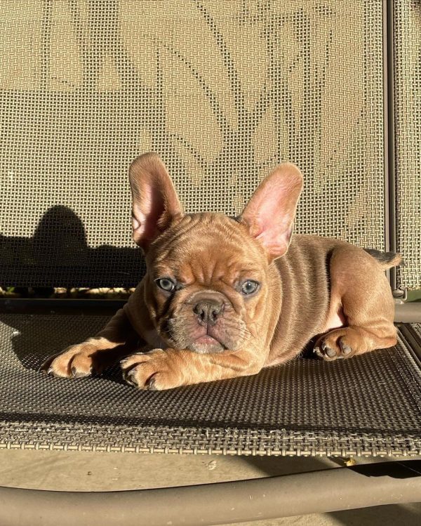 french bulldog florida