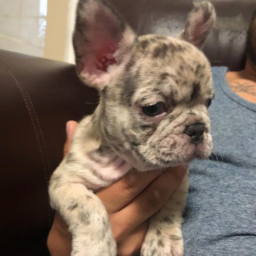 spotted french bulldog